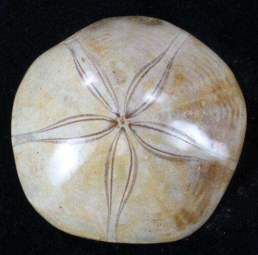 Polished Fossil Sand Dollar - Top Quality #36004